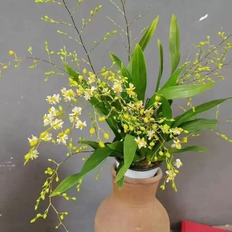 Цветущая мечта, ароматный онцидий, белоснежный цветочный аромат, постоянно цветущее комнатное зеленое растение в горшке