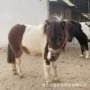 德保多少儿童骑乘矮马