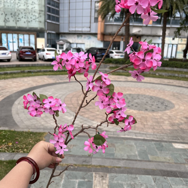 Xifu Begonia Rosa Roja