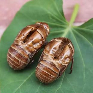 �s͑100g250g�s����؛���s��֪�˚�֪��Ƥ�x���s�˰��]���l��؛��