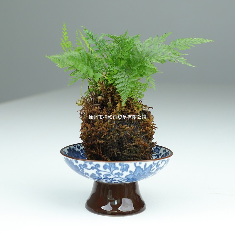 Chinese Style Moss Ball Tray Hydroponic Plant Blue and White Ceramic Flower Pot Special Bonsai Coffee Table Desktop Storage Container Chinese Style Moss Ball Tray Hydroponic Plant Blue and White Ceramic Flower Pot Special Bonsai Coffee Table Desktop Storage Container