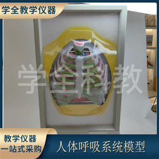 human respiratory system model diaphragm motion simulator lung working device biological teaching electric teaching equipment