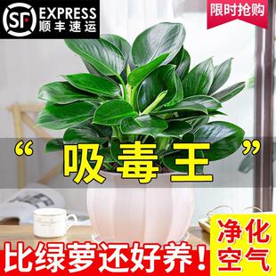 Golden Diamond Potted Green Radish Basket Indoor Plants Florals Hydroponic Green Plants Office Succulents Purify the Air and Absorb Formaldehyde