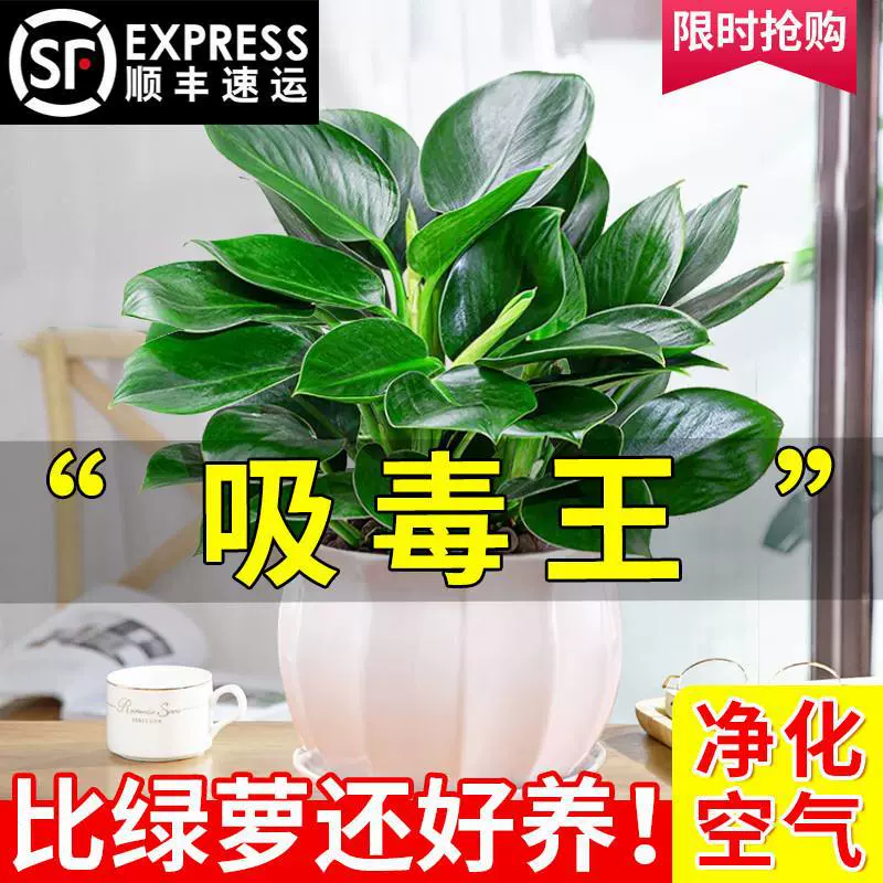 Золотая алмазная корзина для зеленой редиски в горшках, комнатные растения, цветы, гидропонные зеленые растения, офисные суккуленты, очищают воздух и поглощают формальдегид.