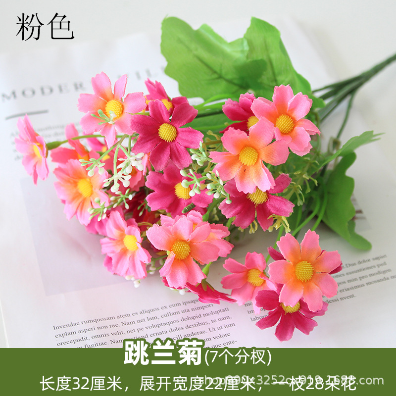 Saltando crisantemo rosa