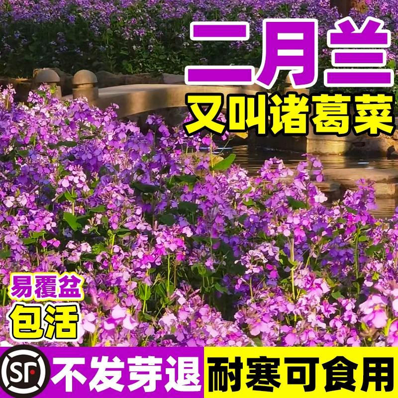 Семена орхидеи февраля, семена Цзюлунцай, легко живущие теневыносливые семена цветов, четырехсезонное посевное и цветущее дворовое многолетнее растение.