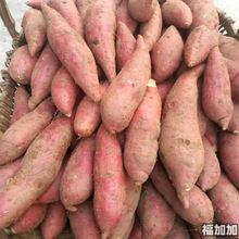 已！红薯新鲜现挖农家自种番薯烤地瓜5斤9斤红心黄心