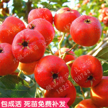 嫁接山楂树苗山楂苗大金星山里红盆栽地栽南北方种植果树当年结果