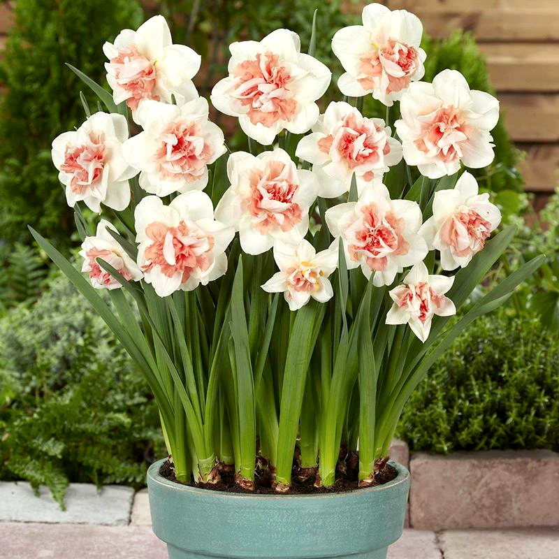 Оптовая Новый шар из нарциссов двойной шар из нарциссов в горшках зимние цветы в горшках садовые Цветочные растения