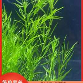 印度小竹节竹节草真水草水族箱鱼缸造景观赏新手懒人阴性水草繁殖