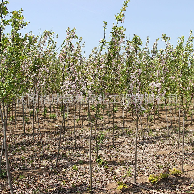 Сифу Бегония Поставка рассады Ландшафтный проект Рассада Декоративные цветы В форме саженцев деревьев Бегонии