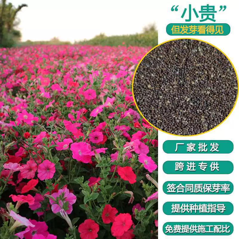 Продажи Фабрики Северо-Восточная Трава Цветок Сезонный Цветок Висит Петуния Цветок Озеленение Проект Ландшафтный Дизайн Гарантия Прорастания