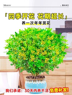 ��ˮ���m�����ԾGֲ�҃�ֲ�ﻨ�ܿ͏d�̨�ļ��_��ֲ��d�ӻ����B