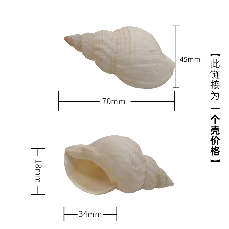 4-5cm 게에 적합한 X42 땅콩 달팽이
