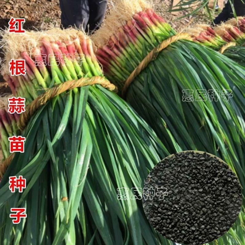 Красная голова чеснок красная голова чеснок завод оптом круглый год три урожая могут быть посажены ростки чеснока порей цветы