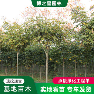 �G����ľ���������l �@���е��L������o�Sɽ����� �������