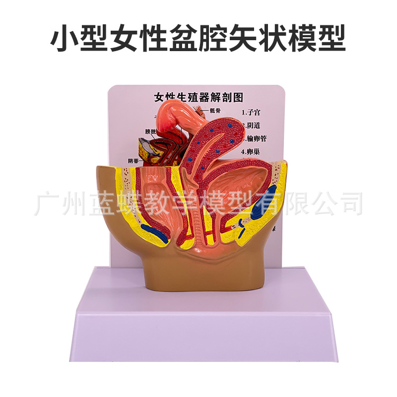 ��ǻģ��Ů��ʸ״����ģ����ֳϵͳ������������ϵͳ��ѧģ��ҽѧ