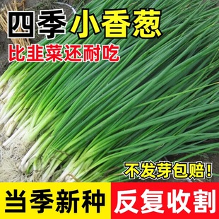 Four-Season Chive Seeds Family Balcony Indoor and Outdoor Courtyard Potted Onion Easy-To-Grow Vegetable Seeds High Yield and Cold Resistance