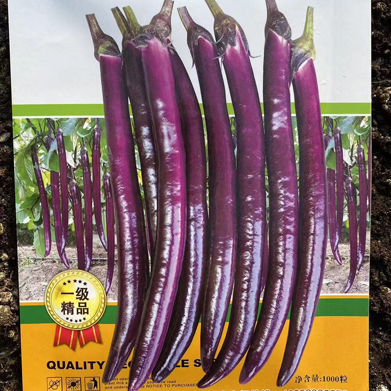 线茄苗 引茄苗 青绿皮茄子苗  灯泡茄  面包茄/花茄嫁接茄子苗