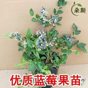 �������{ݮ������{ݮ�����҃�����ͥԺ�����ϱ����Nֲ����Y��