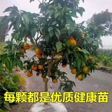 批发江西赣南脐橙苗嫁接纽荷尔脐橙苗血橙南方北方种植果树苗橙子