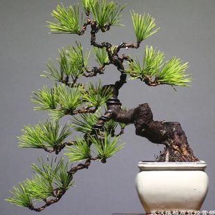 �����辰�҃�����  ������辰 �����ɘ� �ɰ��辰 �ɘ��辰 ����