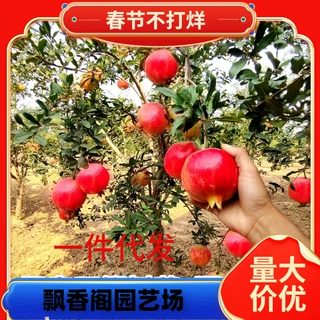 一件代发石榴树树苗带土无籽甜突尼斯软籽石榴苗盆地栽南北方庭院