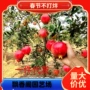 突尼斯庭院无籽软籽石榴苗