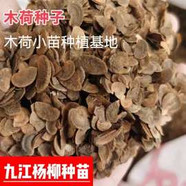 木荷种子  木荷种子图片  木荷种子批发  木荷小苗大量供应