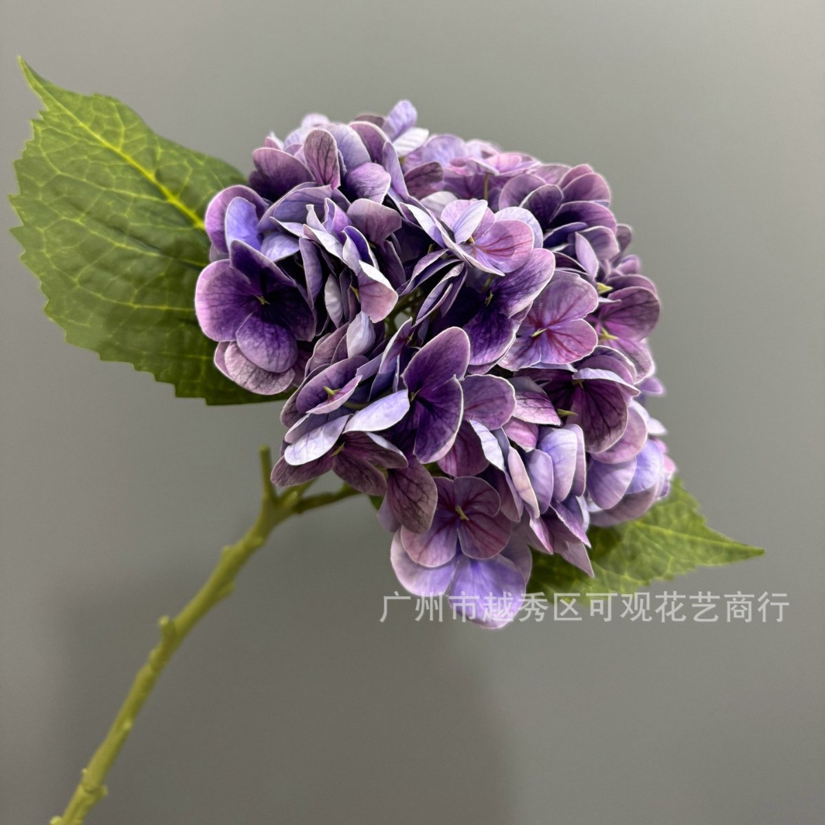 검보라