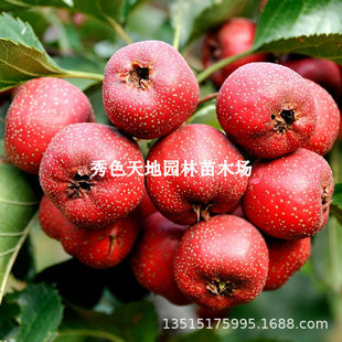 �o��ɽ高���޽���t�Ѵ��������Ե����ش�����ϱ����Nֲ�Y����