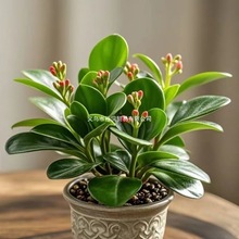 ��Ʒ�ذ���񻨻ܾGֲ�ļ��_�������������҃ȃ����՚����uͨ