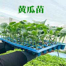 �S�����Ͻz���ļ����L�����S����t��������Ϲ�ư�Ͽ���������