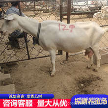 �_�ܳ�����ɽ�� �P����ɽ�� �a���е���ɽ���Bֳ��