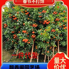 �V���޽�ɰ�ǽ��Ә����҃��������ӹ������ĕ�����ɳ�����ӎ���
