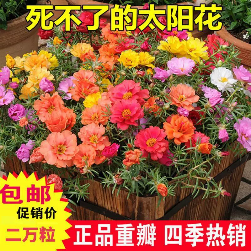 Семена подсолнечника с двумя лепестками. Четыре сезона семян подсолнечника.