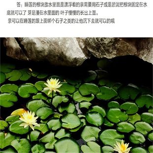 ˮ��ֲ��˯ɏ���K�ļ����B�ļ��_������ͥԺ�����ͺ��_������ζ