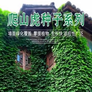 ��ɽ���N�ӳ����ٷN���������N�����~���\�����ļ�������ɽ���N��