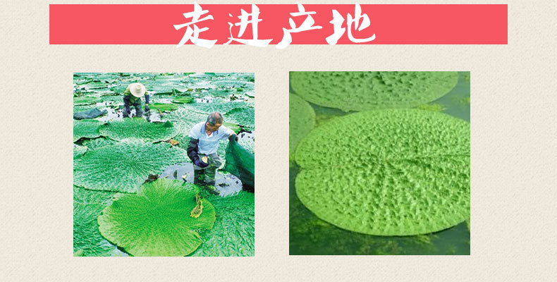 Dried Gorgon Fruit Qian Shi 500g Premium Euryale Seeds for Soup Congee and Herbal Decoction specifications