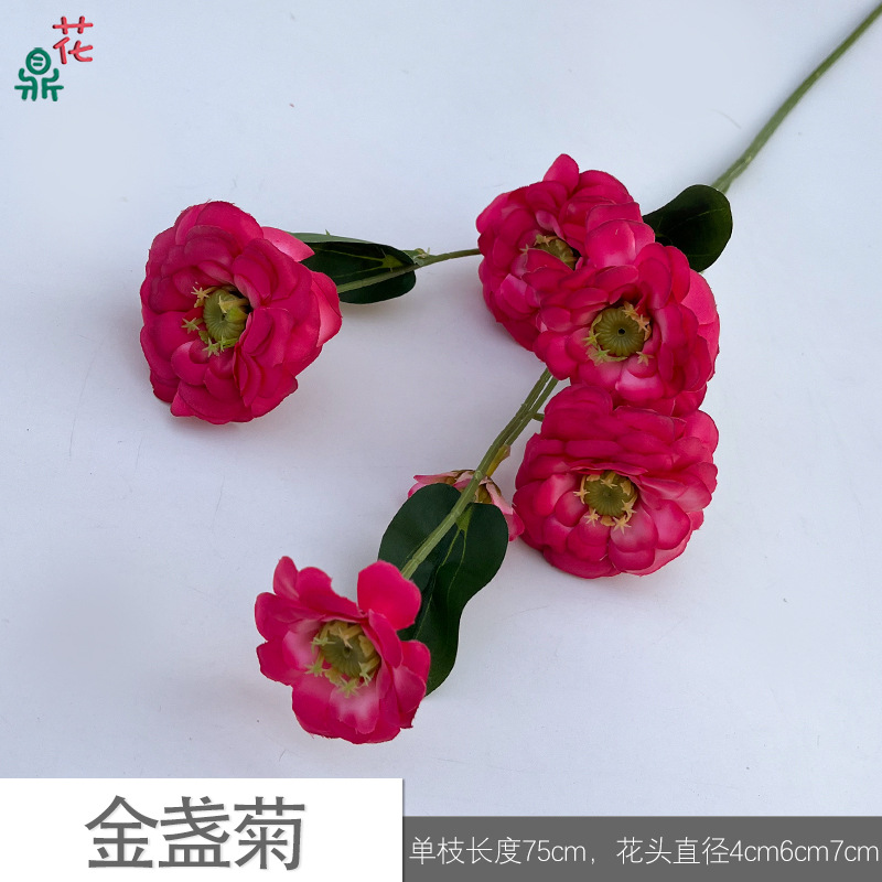 메리 골드 JYG 로즈 레드