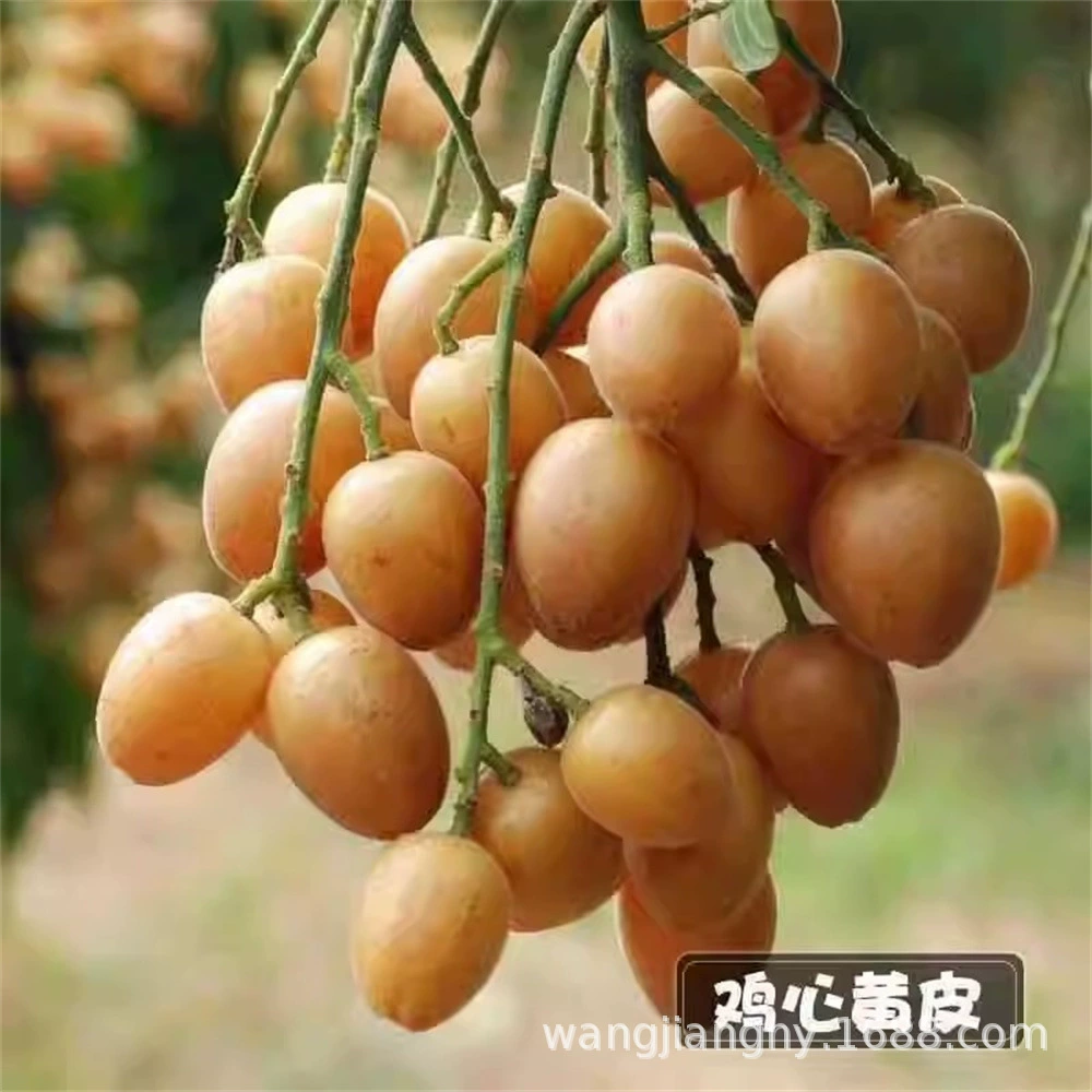 Саженцы с красной кожурой без косточек с красной кожурой Саженцы с желтой кожурой Черенкование куриных сердец с желтой кожурой Саженцы красных с желтой кожурой саженцы фруктовых деревьев в горшках