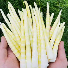 新鲜清水小竹笋现挖野生春笋罗汉笋干四川火锅食材嫩笋尖袋装特产