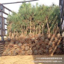 黑松小苗松树苗罗汉松雪松树苗白皮松小苗黑松盆景苗