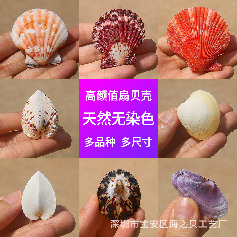 Natural Shell Conch Relief Sea Fan Clam Heart Clam Various Fan Shell Series Handmade Decorative Painting Ornaments Natural Shell Conch Relief Sea Fan Clam Heart Clam Various Fan Shell Series Handmade Decorative Painting Ornaments