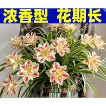 ��߅���m�������ذ�󻨾Gֲ�����ļ��_�������҃�������՚���l