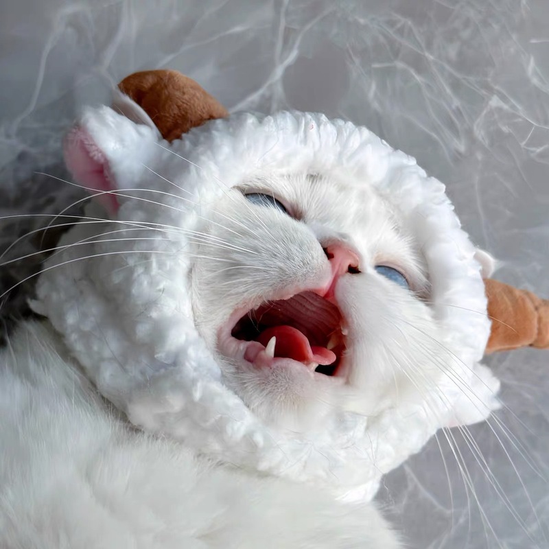 猫咪可爱兔子头套耳朵可立帽子网红英短可爱拍照小狗头饰宠物变装|undefined