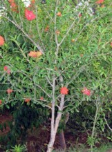 ��ʯ�� ����ʒɽ ���� ���l    �@�־G�� ����  �S��ֱ�N ...