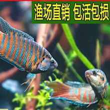中国斗鱼活体活鱼冷水淡水观赏鱼好养耐养金鱼小型原生菩萨鱼鱼苗