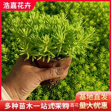金叶佛甲草 黄金条 青州绿叶佛甲草 宿根花卉批发屋顶绿化佛甲草