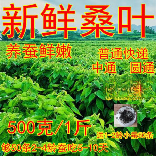 ɣ�~�B�Q���r�Fժ�F�l��ρ�QС�Q���Q���������r���lһ�����l���l